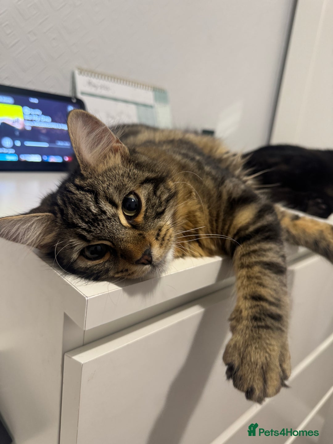 Domestic Shorthair cats for sale: FREE - 2 sweet cats to be rehomed  - Image 13