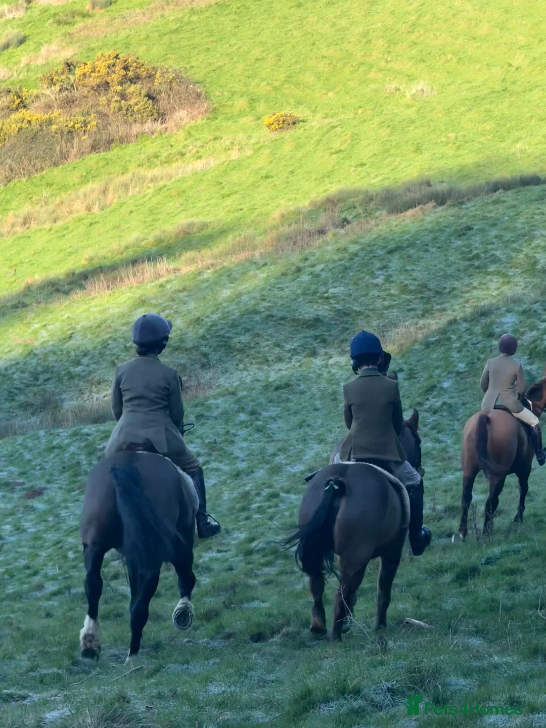 Welsh Section A horses for sale: Super 12.2hh Pony - Advert 5