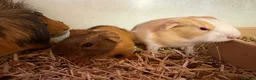 Guinea Pig rodents for sale: Girl and boy babies  - Advert 2