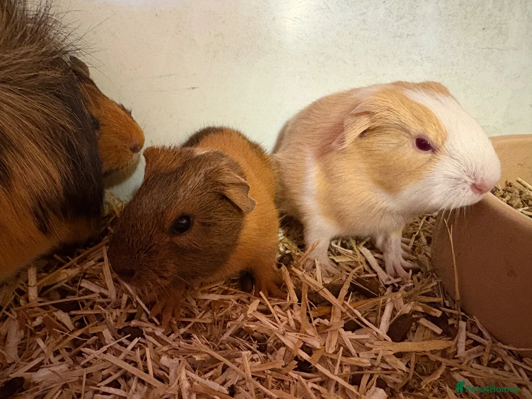 Guinea Pig rodents for sale: Girl and boy babies  - Advert 2