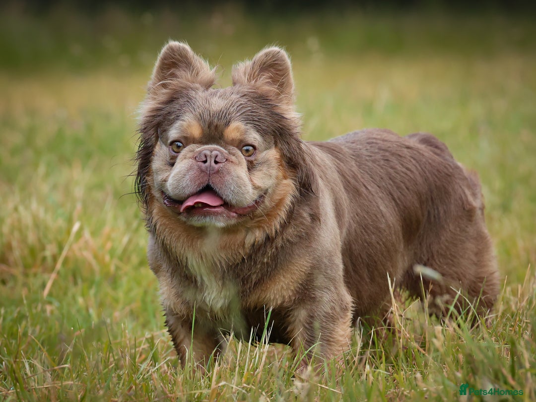 French Bulldog dogs for sale: NEWSHADE ISABELLA FLUFFY BOY - Image 3