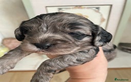 Cavapoo dogs for sale: F1 cavapoos puppies DNA Clear  - Image 6