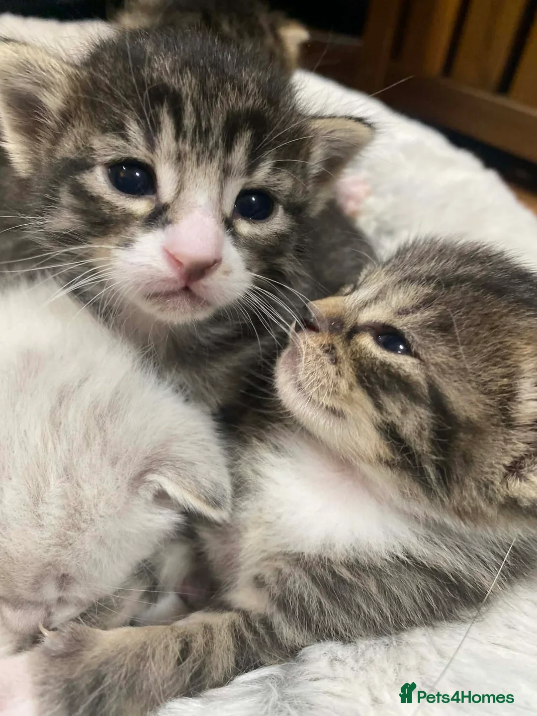 Mixed Breed cats for sale: Bengal mother. Father tabby with maincoon kittens  in Sanquhar - Advert 10