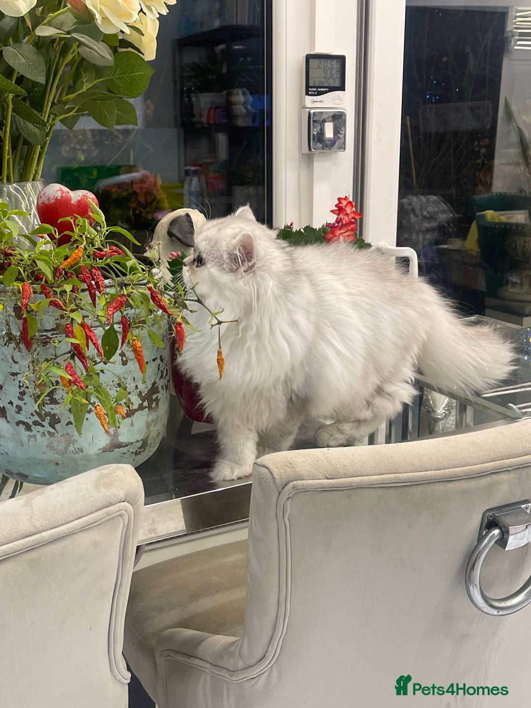 Persian cats for sale: Silver Persian chinchilla kittens  - Advert 7