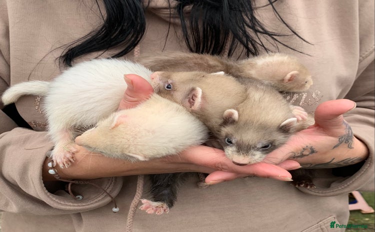 Ferret rodents - Advert 3
