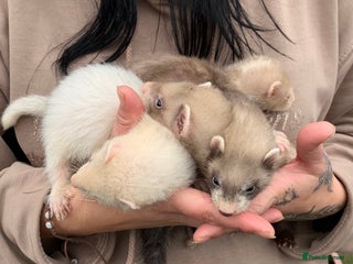 Ferret rodents - Advert 15