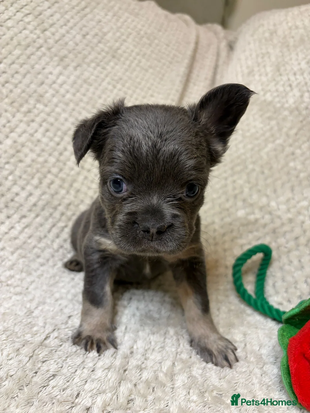 French Bulldog dogs for sale: Fluffy French Bulldogs in Bangor - Advert 9