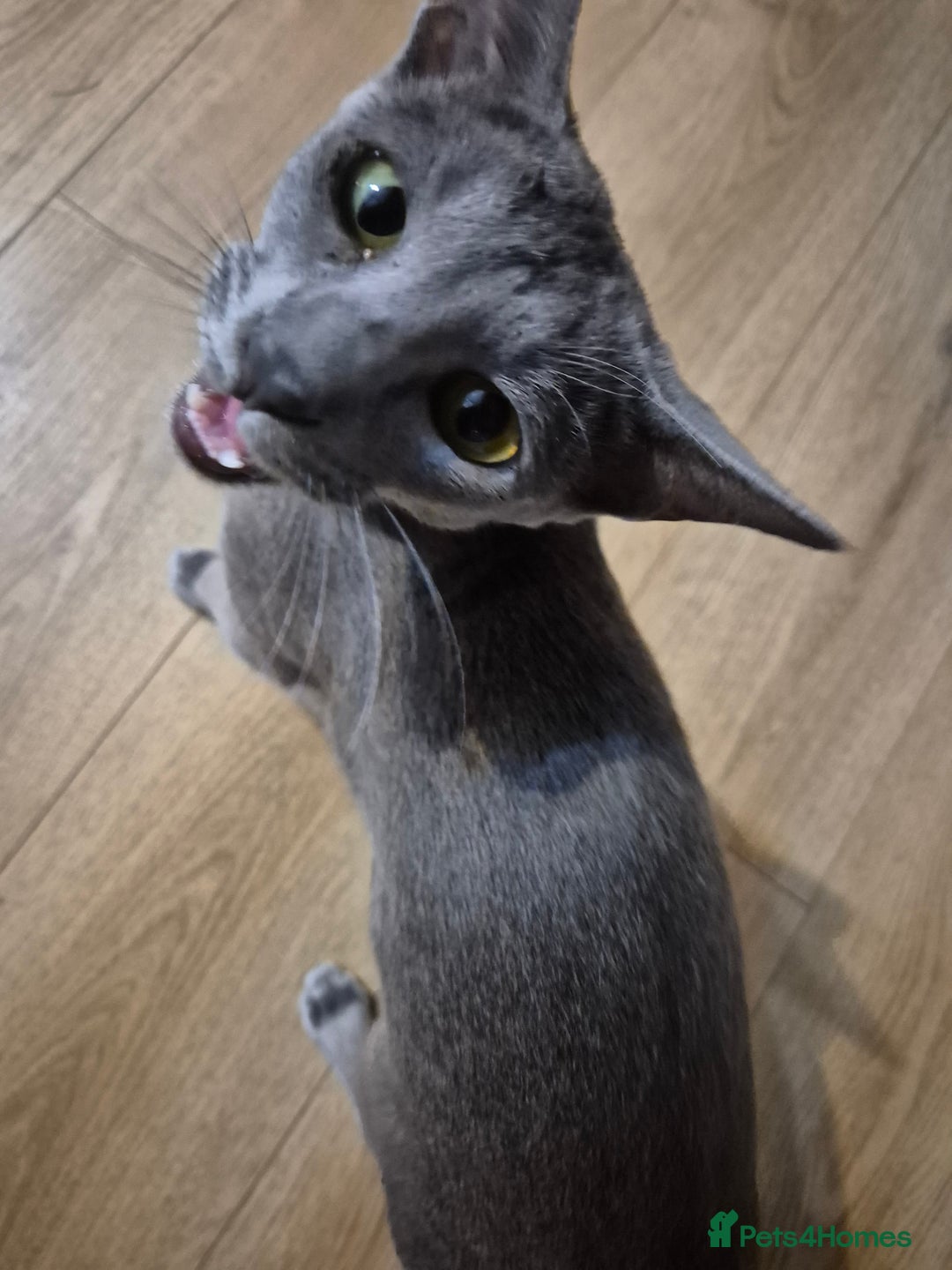 Oriental cats for sale: Beautiful blue/gray oriental kittens - Advert 29