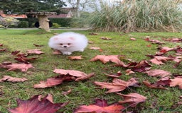 Pomeranian dogs for sale: ** Pomeranian/700g-11 week Champion EU Bloodline  - Image 12