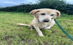 Labrador Retriever dogs for adoption: Rupert - Norwich Norfolk  - Image 2