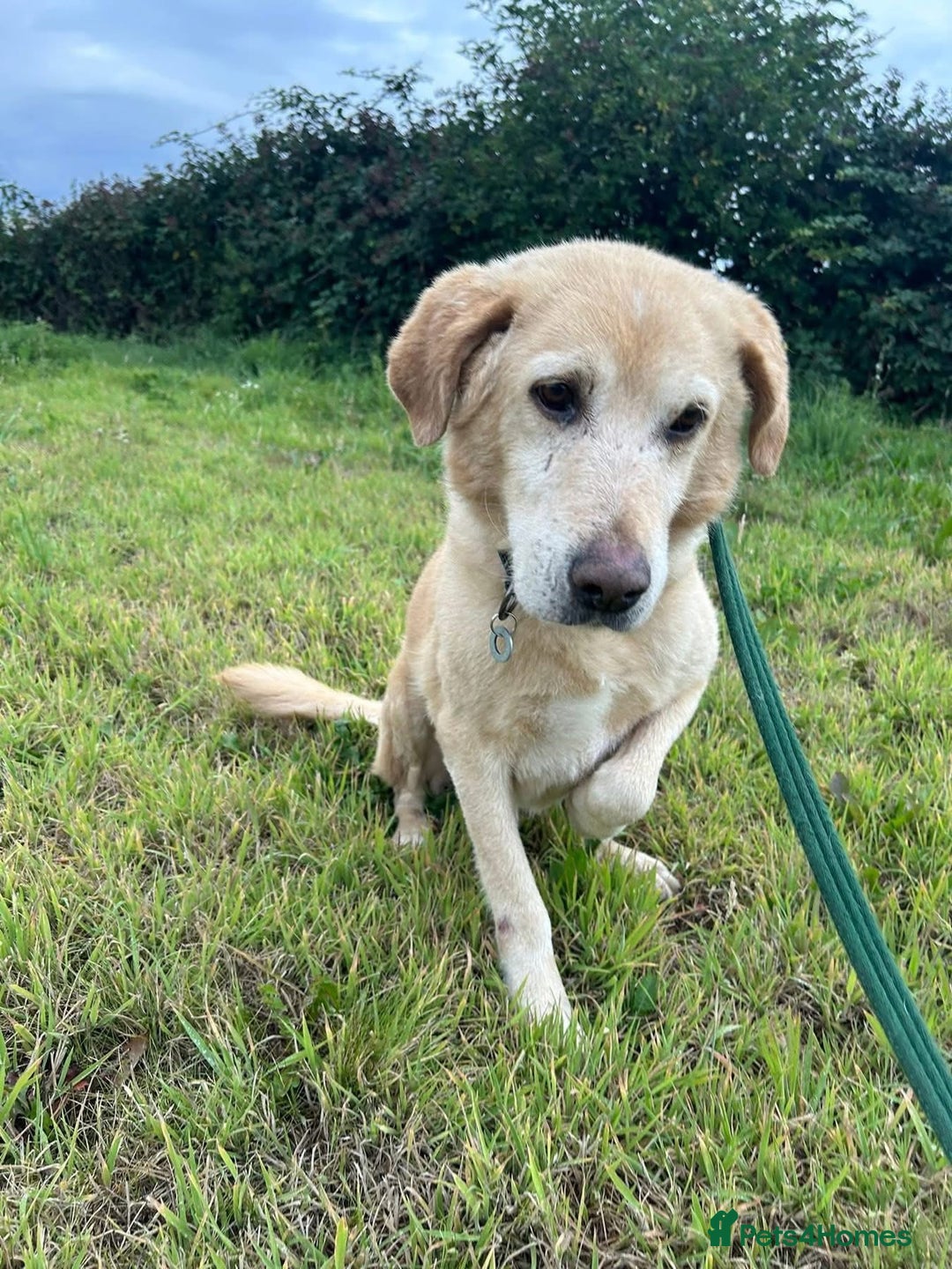 Labrador Retriever dogs for adoption: Rupert - Norwich Norfolk  - Image 2