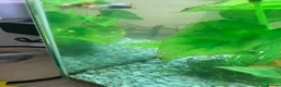 Snails fish for sale: Golden apple snails - Advert 4