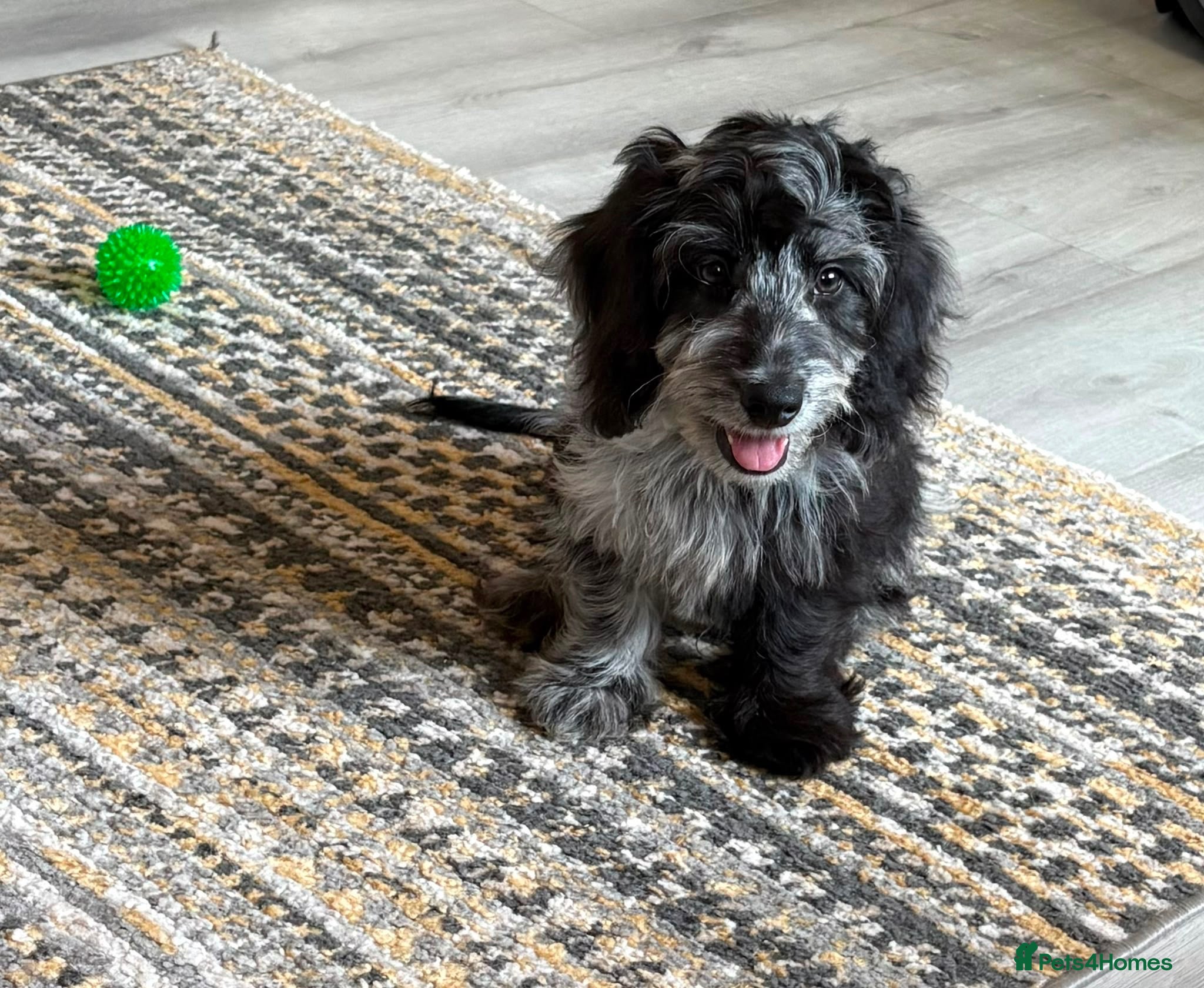 Doxiepoo dogs READY NOW  DOXIEPOOS BOTH PARENTS HEALTH TESTED  - Advert 2