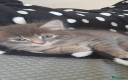 Mixed Breed cats for sale: Kittens  - Image 14