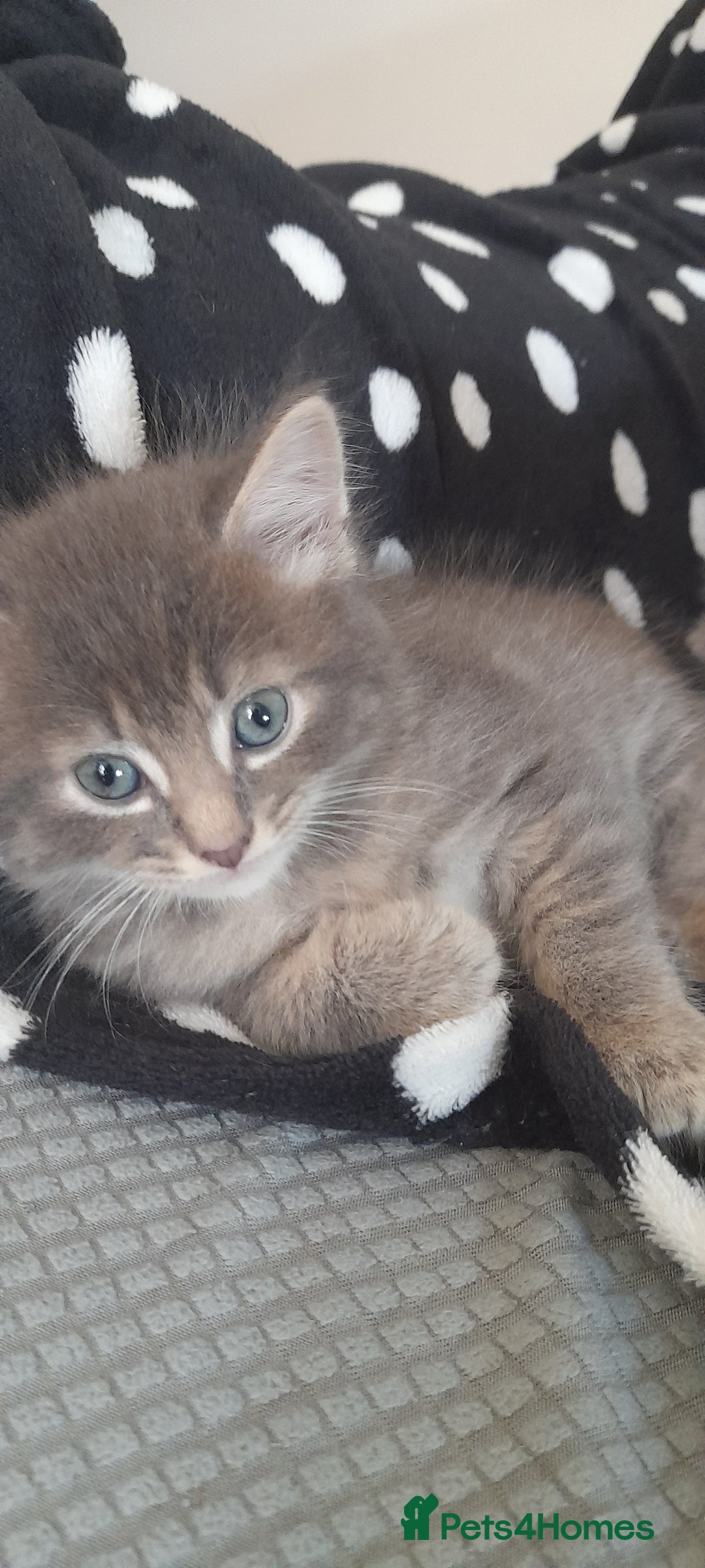 Mixed Breed cats for sale: Kittens  - Image 14