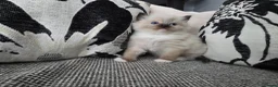 Ragdoll cats for sale: GCCF REGISTERED RAGDOLL KITTENS  - Advert 15