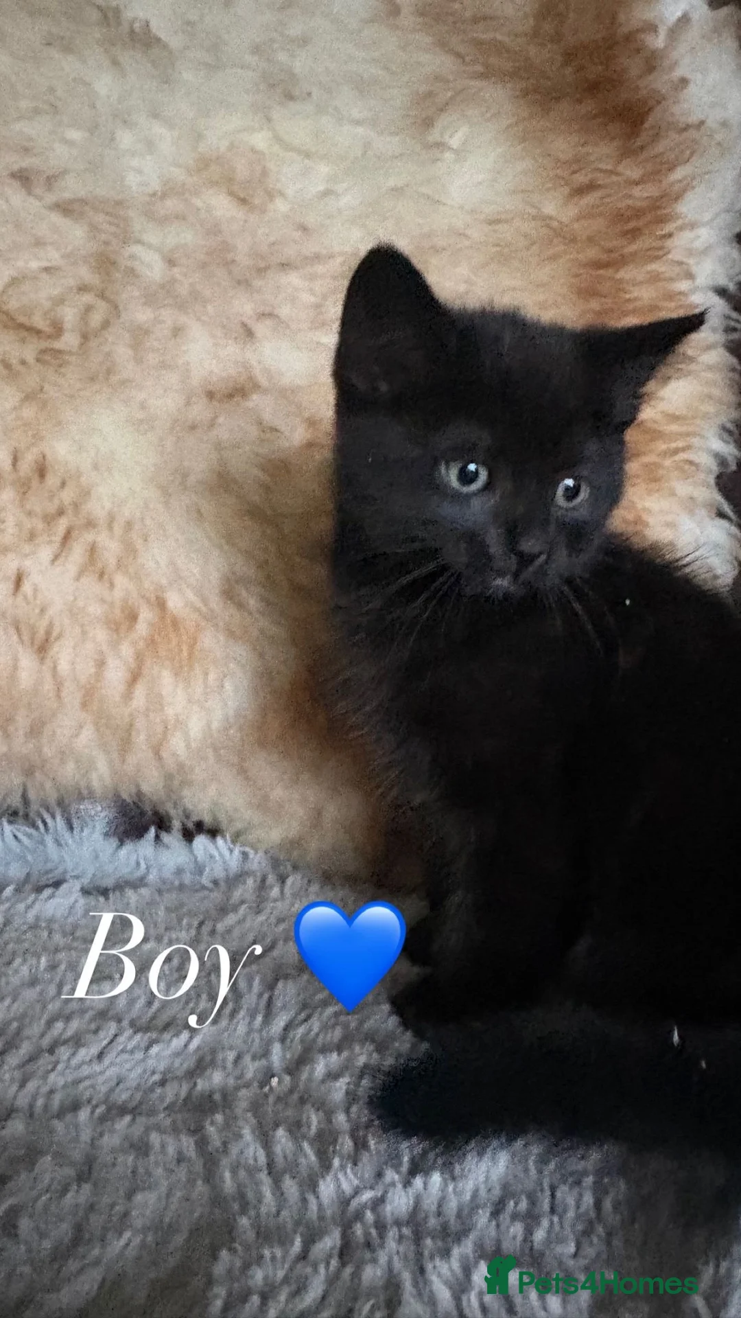 Domestic Shorthair cats for sale: 3 adorable kittens looking for a home  in Stoke-on-Trent - Advert 1
