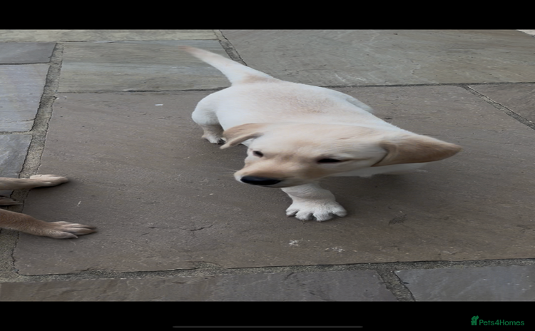 Labrador Retriever dogs - Advert 1