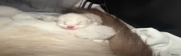 Ragdoll cats for sale: Beautiful pedigree ragdolls  - Advert 28
