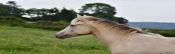 Connemara horses for sale: Zinnia-Champagne QH x Connemara Filly - Advert 4