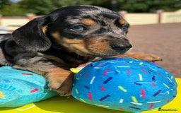Miniature Dachshund dogs for sale: Miniature daschund puppies - Image 11