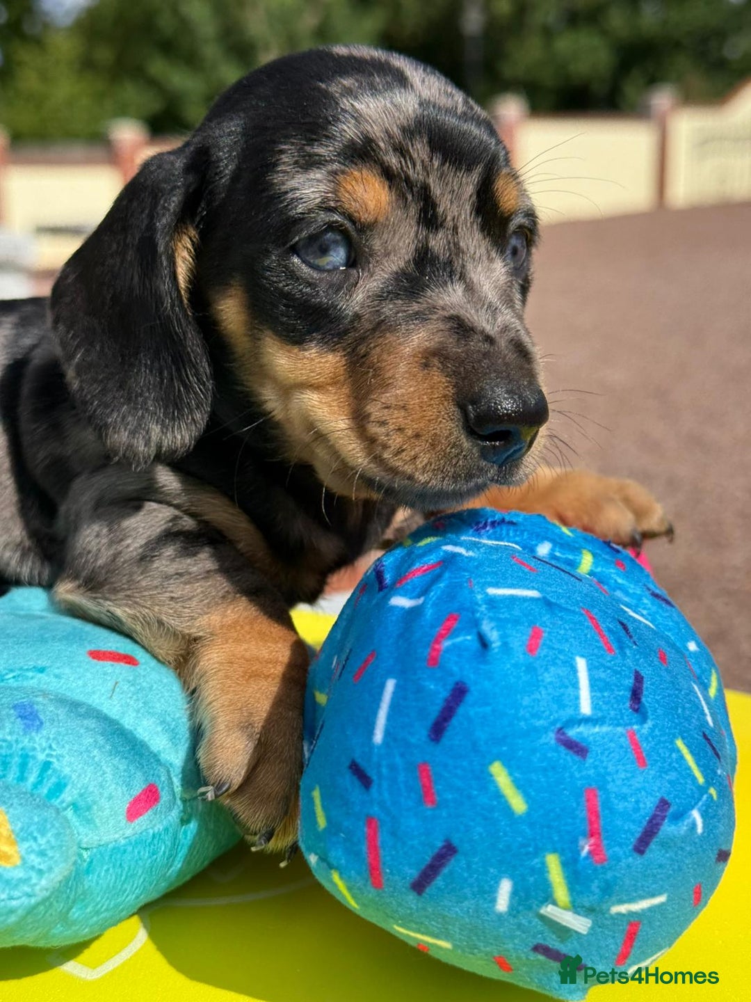 Miniature Dachshund dogs for sale: Miniature daschund puppies - Image 11