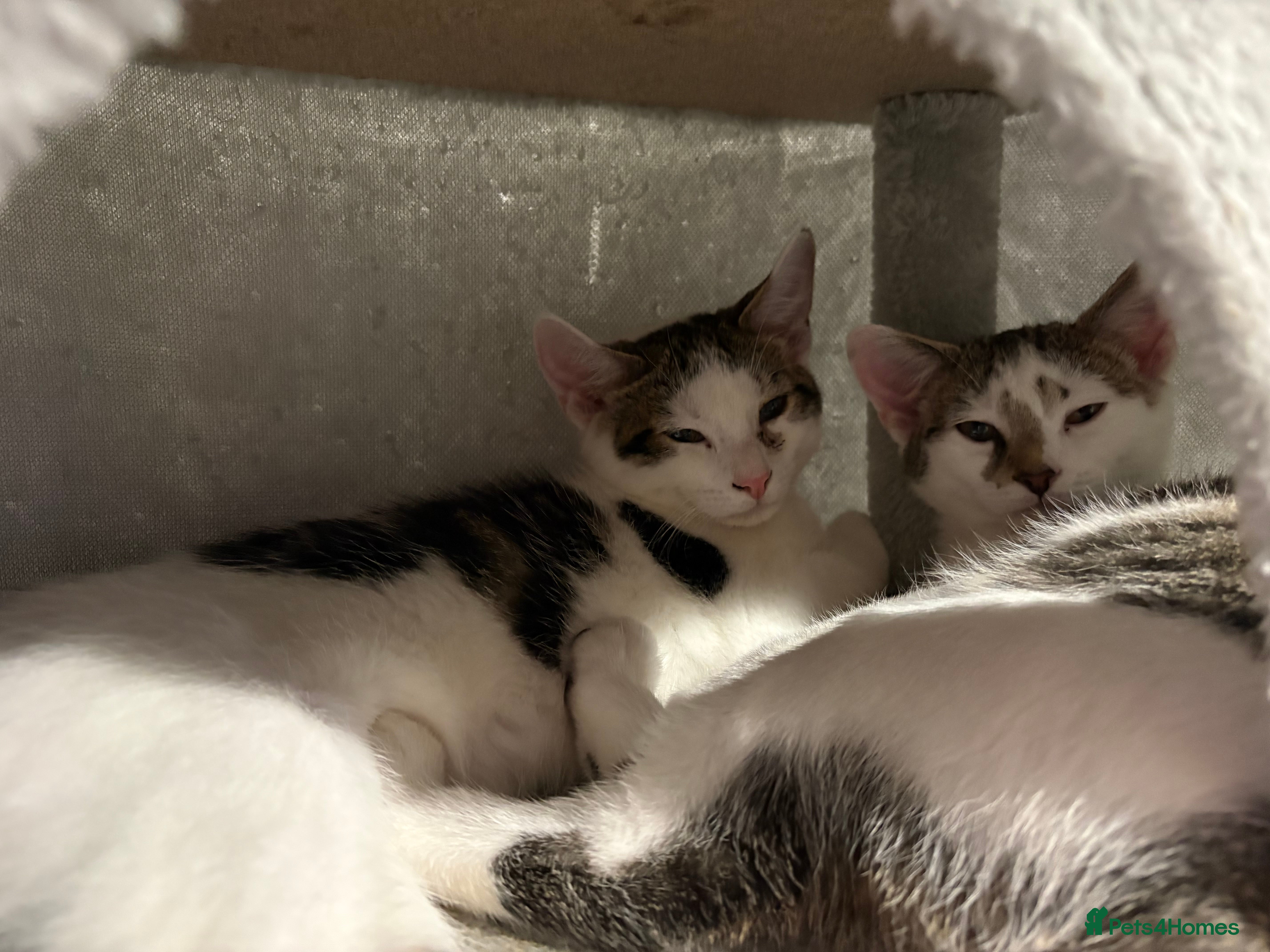 Mixed Breed cats 2 male kittens - Advert 5