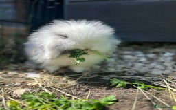 Lionhead rabbits for sale: 5 bunny’s looking for their forever home - Image 6