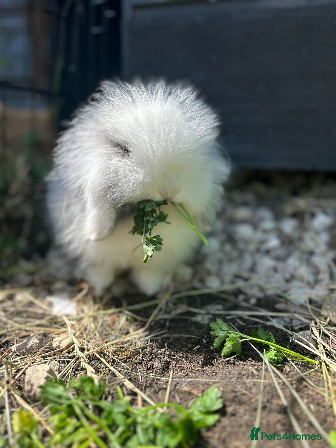 Lionhead rabbits for sale: 5 bunny’s looking for their forever home - Image 6