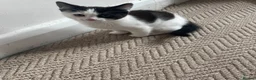 Domestic Shorthair cats for sale: Black and white domestic shorthair kittens - Advert 2