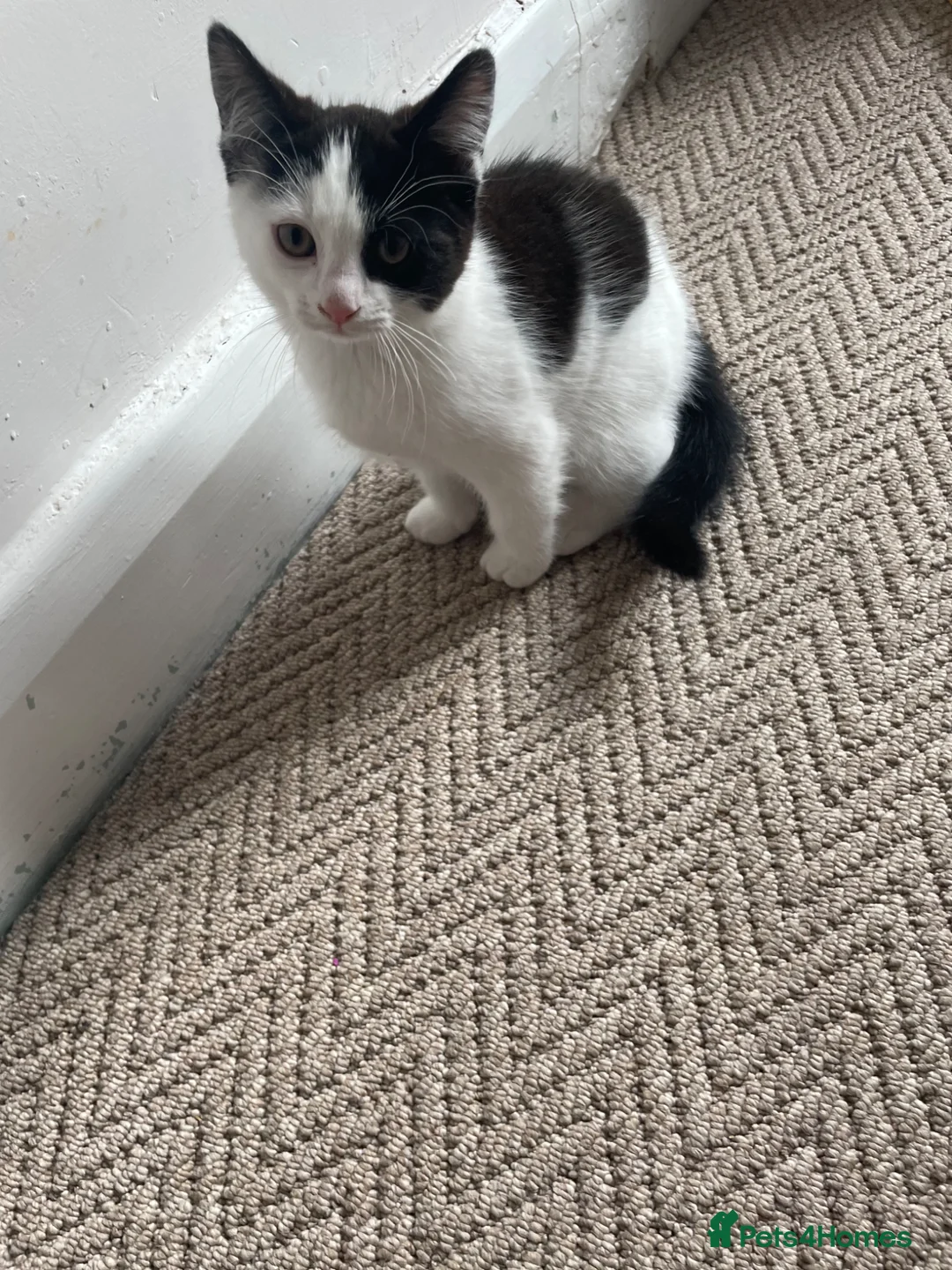 Domestic Shorthair cats for sale: Black and white domestic shorthair kittens - Advert 2