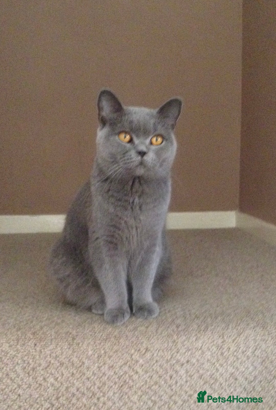 Ragdoll cats for sale: Ragdoll cross British Shorthair Kitten - Advert 20