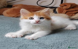 Mixed Breed cats for sale: Kittens with Mittens!! Unique Maine Coon x  - Image 11