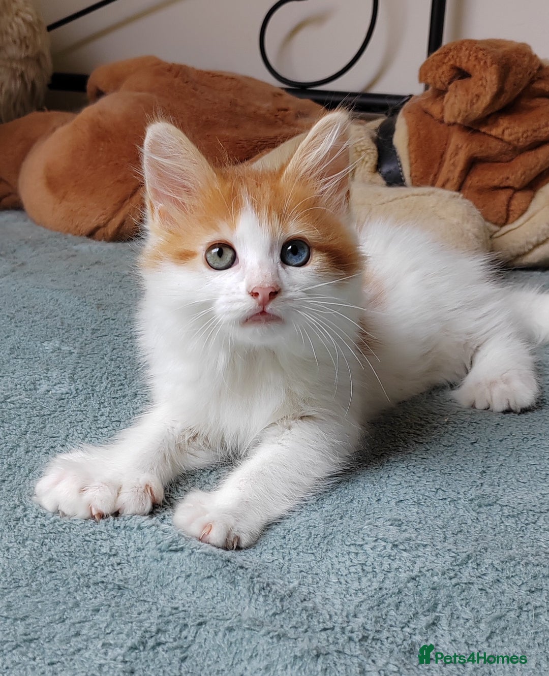 Mixed Breed cats for sale: Kittens with Mittens!! Unique Maine Coon x  - Image 11