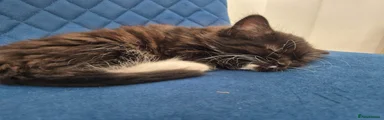 Mixed Breed Kitten 5