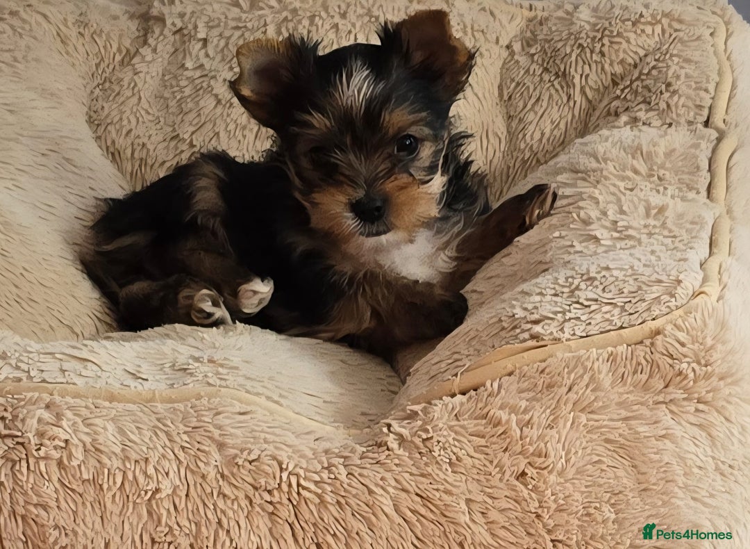 Yorkshire Terrier dogs for sale: Miniature Yorkshire Terrier Puppies - Image 7
