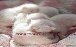 Ragdoll cats for sale: 🌸 Ragdoll Kittens | Home-Bred with Love 🌸 - Image 3