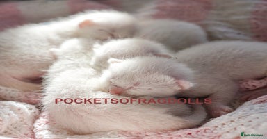 Ragdoll cats - Advert 2