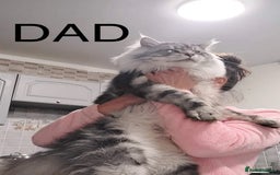 Maine Coon cats for sale: Full Maine Coone Kittens - Image 9