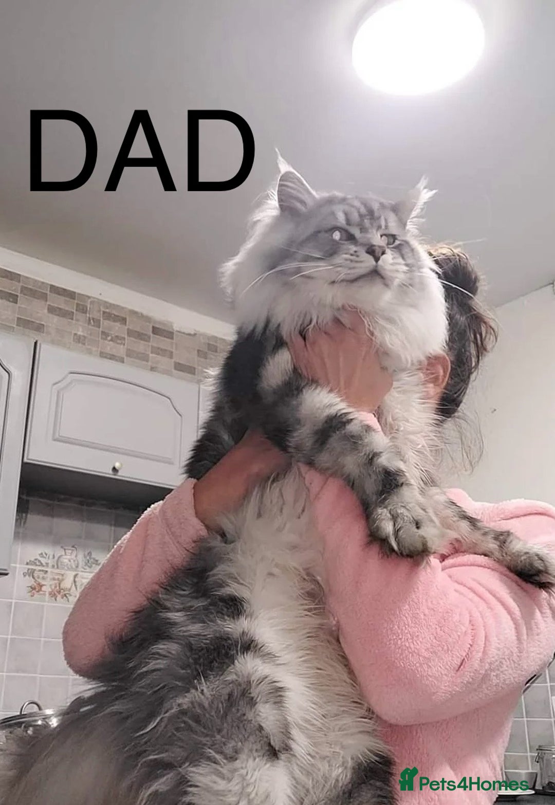 Maine Coon cats for sale: Full Maine Coone Kittens - Image 9