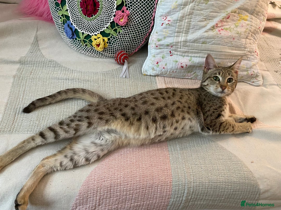 Savannah cats for sale: STUNNING SAVANNAH girl F5 sbt pure pedigree  - Image 17