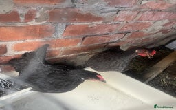 Hens poultry for sale: Beautiful Black Hens – Healthy & Ready to Lay! - Image 2