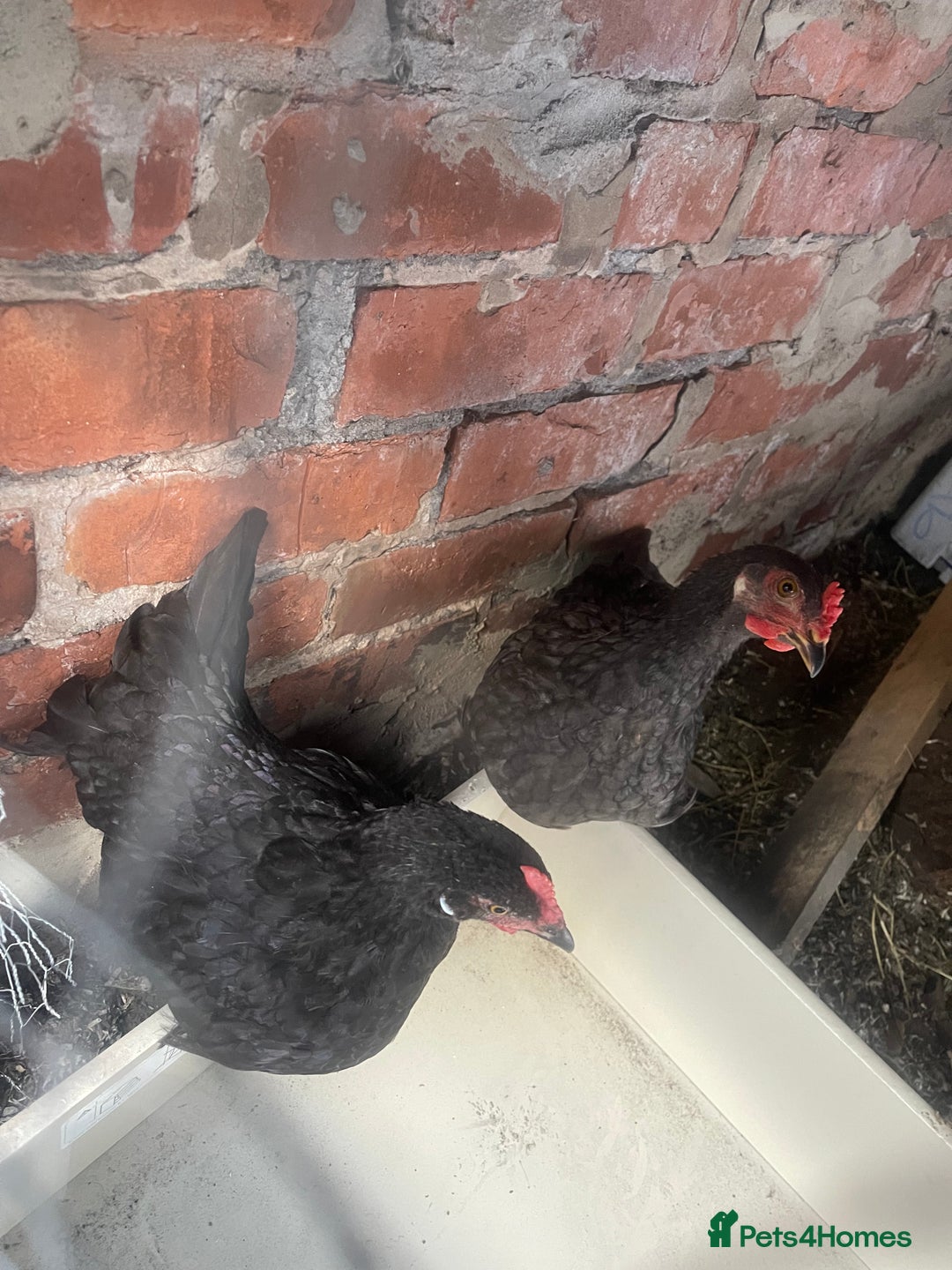 Hens poultry for sale: Beautiful Black Hens – Healthy & Ready to Lay! - Image 2