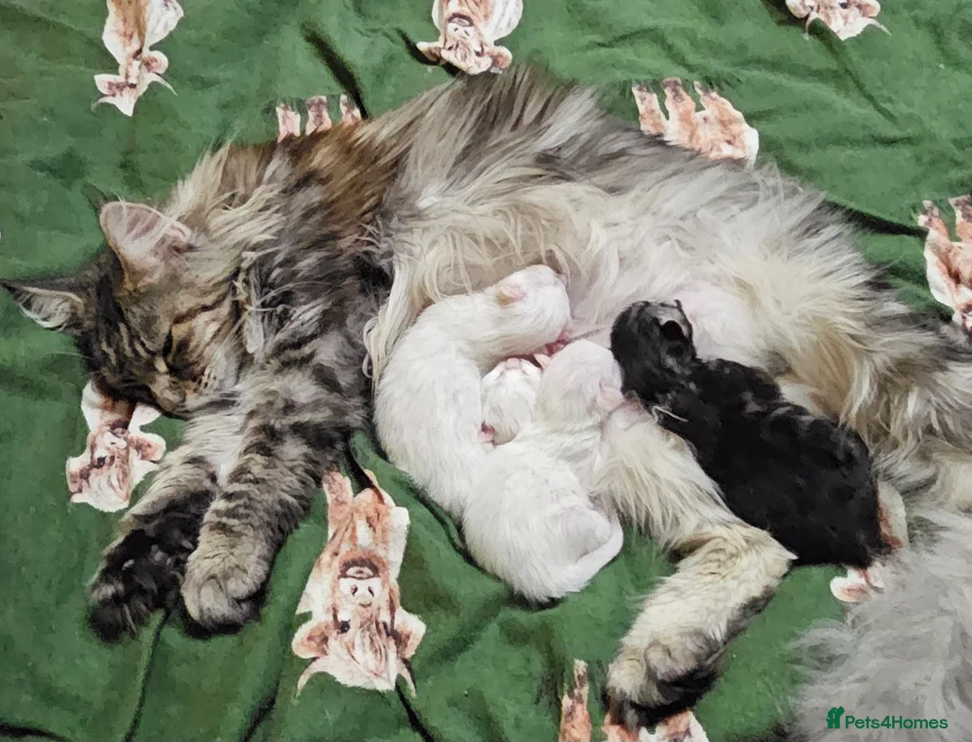 Maine Coon cats for sale: Maine Coon kittens - Advert 8