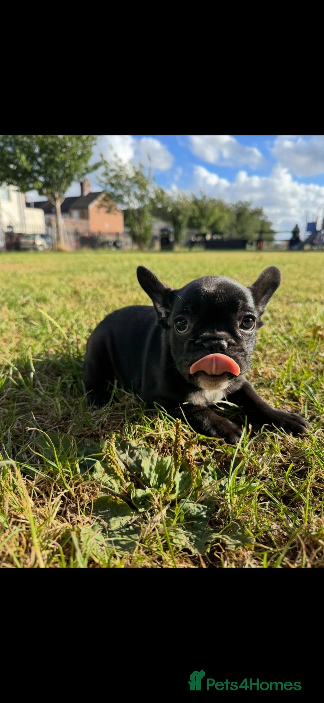 French Bulldog dogs for sale: 2 Adult French bulldogs and 4 Puppies  - Image 4