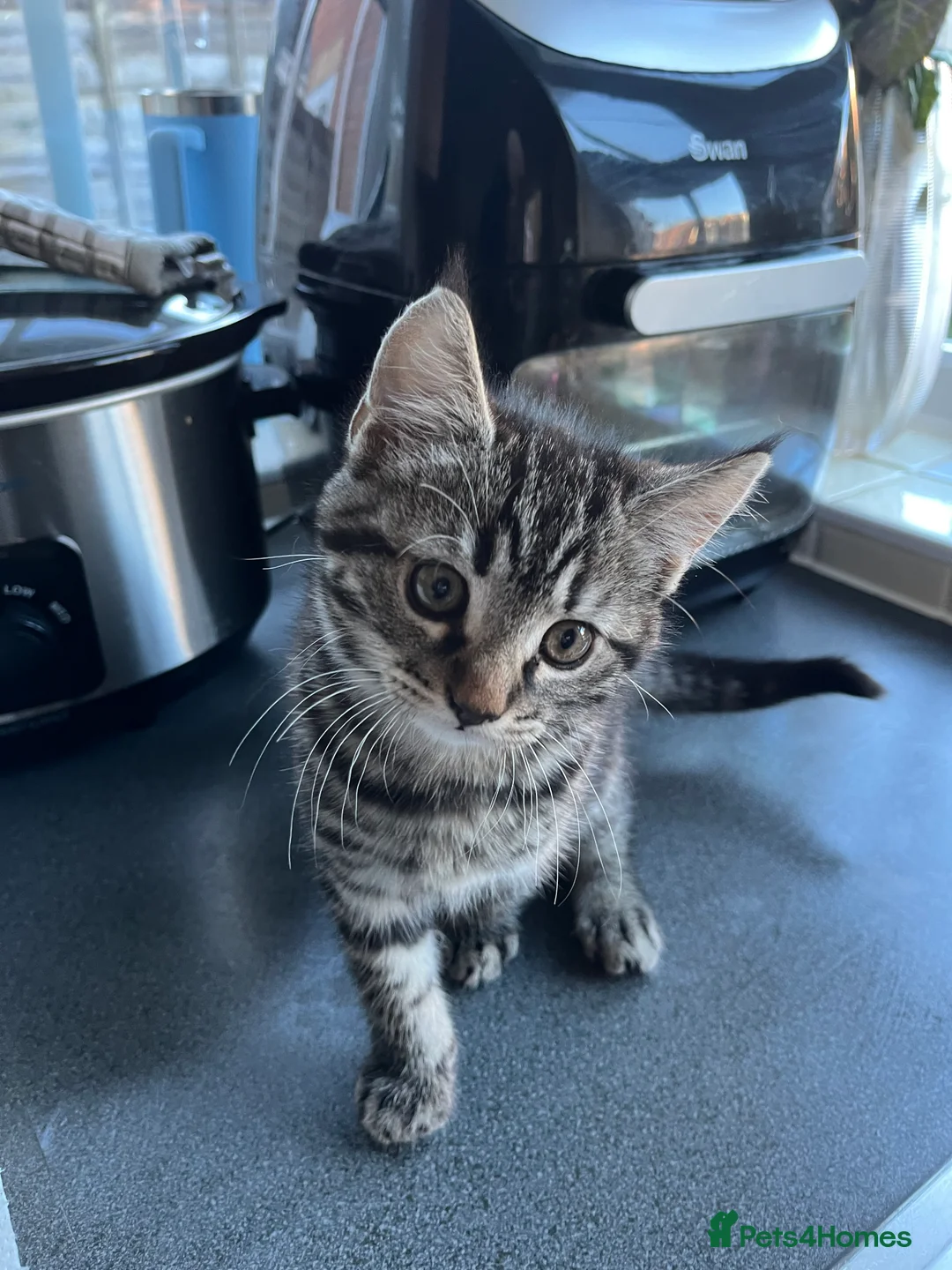 Mixed Breed cats for sale: 4 x Beautiful Playful Kittens Ready NOW - Advert 10