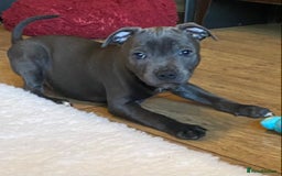 Staffordshire Bull Terrier dogs for sale: 🐾Reduced♥️World Famous Samtan Dozer & C in Swansea - Image 11