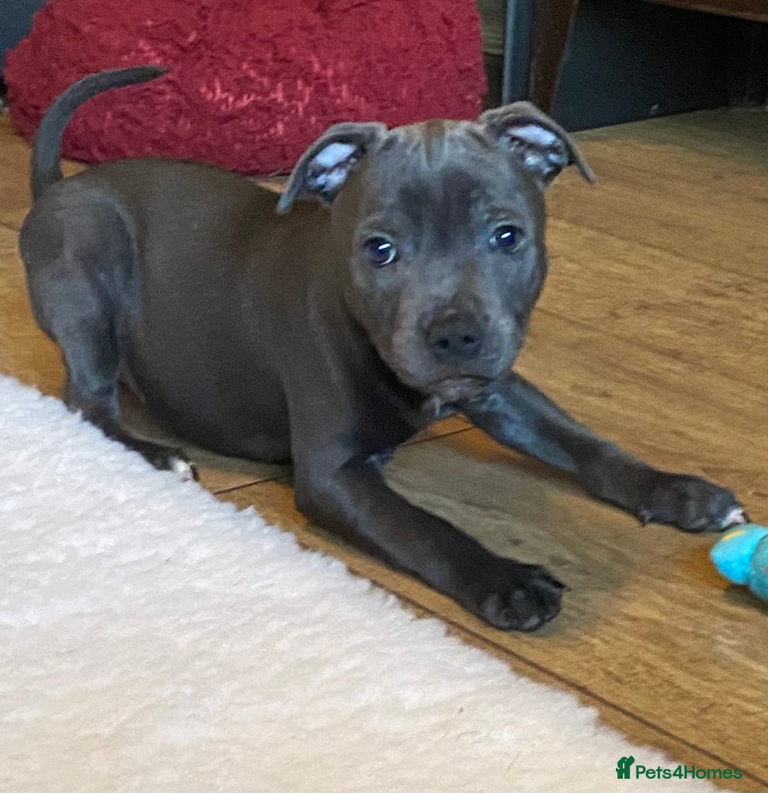 Staffordshire Bull Terrier dogs for sale: 🐾Reduced♥️World Famous Samtan Dozer & C in Swansea - Image 11