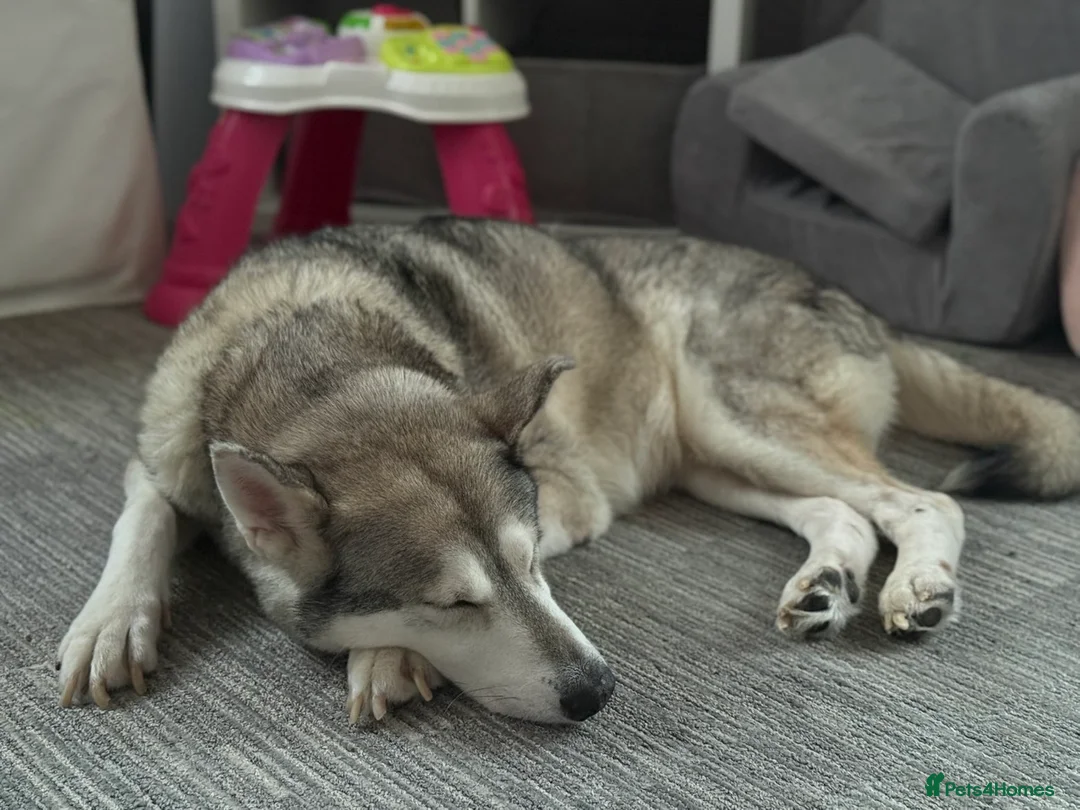 Mixed Breed dogs for sale: Kinder  - Advert 1