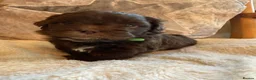 Shihpoo dogs for sale: Beautiful Shihpoo Puppies - Advert 4